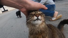 小奶猫大闯女生宿舍