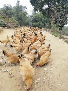 我可以保证它是正宗的土鸡 跑山鸡 