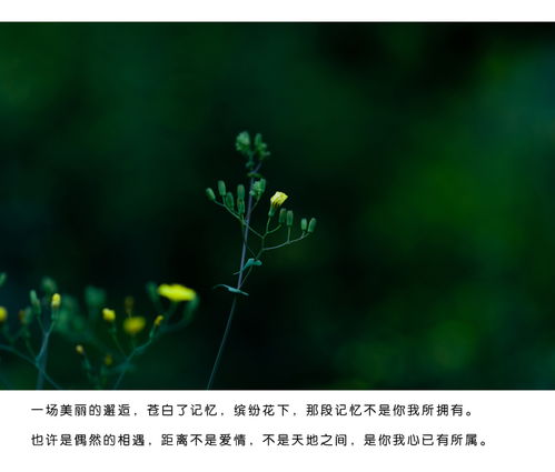 繁花似锦 散落的忧殇.. 