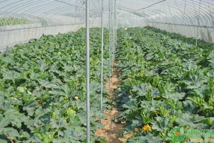 温室大棚蔬菜种植有哪 三忌 冬季要做好哪些工作