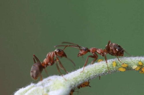 人类能看见蚂蚁,蚂蚁能辨识人类吗 科学家 蚂蚁无法看到人类