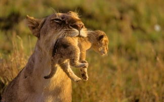 动物也温情 凶猛母狮口叼幼子展母性柔情