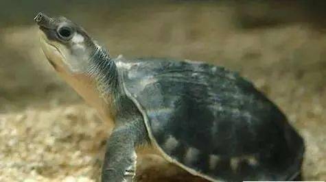 原创丨养龟要注意水位和温差的问题