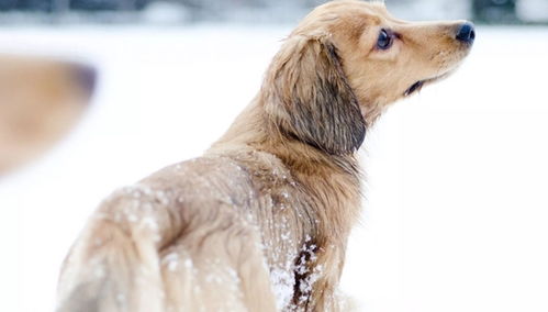 冬季养狗有讲究,这7大 注意事项 你都知道吗