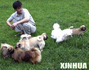 北京城 狗患 引发诸多社会问题 