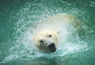 北极熊喜欢吃什么东西 