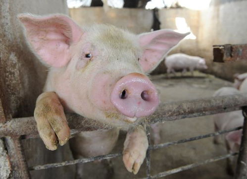 数字化养猪已经开始,猪吹了空调会影响肉价吗 养猪成了高大上