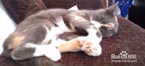 为什么猫猫喜欢跟人一起睡觉 原因是什么