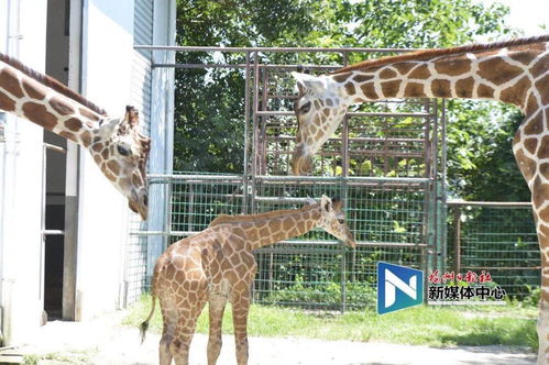 即日起 福州动物园恢复开园