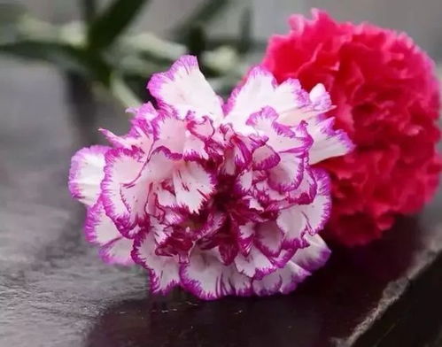 多头康乃馨不同颜色的花语一样吗？