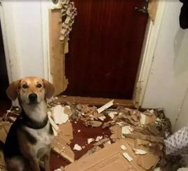 你以为你养一只狗可以看家 不 他们现在喜欢拆门... 