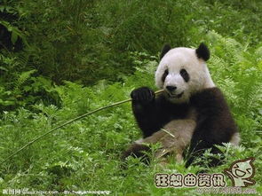 大熊猫为什么被称之为国宝 中国大熊猫的特点有哪些