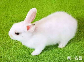 兔子夏天要注意什么 夏天养殖兔子的九大注意事项