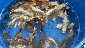 无过滤生态龟缸鱼缸里的水不流动是死水 这种看法太浮于表面,水草生态缸具有自我净化能力,才是真的活水