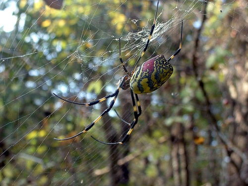 什么蜘蛛这么疯狂 入侵美国,从第一次发现到泛滥成灾只用了7年