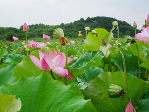 芰荷，古风中的清雅之韵，稲荷是什么意思