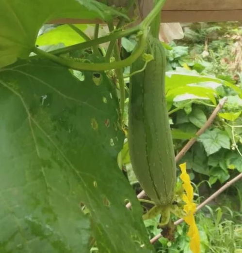 为什么种植的丝瓜,还很短小就开始老了 怎么让丝瓜又长又嫩