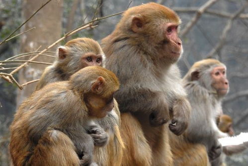 生肖猴 10月下旬家里有人员调动,未来1个月 猴猴 生威