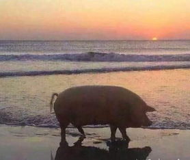 猪看海的照片套路 搜狗图片搜索