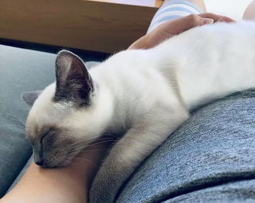 猫咪为什么喜欢睡在主人的胸口呢