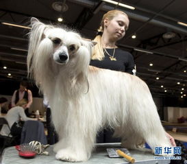 立陶宛首都举办国际宠物犬展