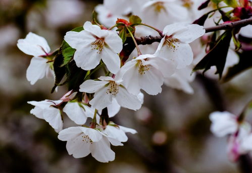 金家街公园里的4月花