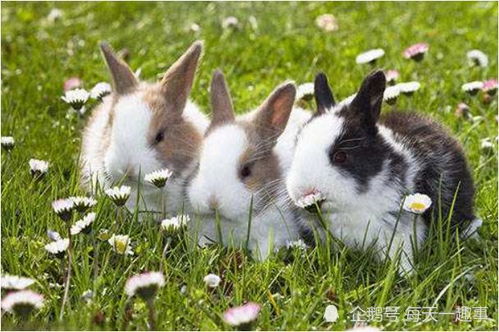 不同年份对应不同运势,63,75,87年的属兔人,谁更能享清福