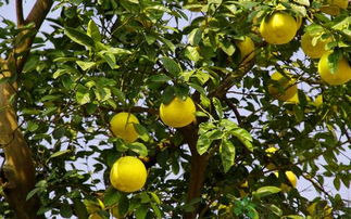 柚子全年施肥时间表 柚子树一年施几次肥