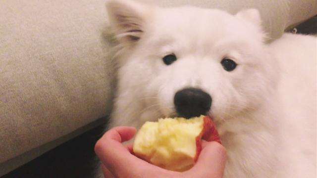 宠物吃苹果的好处 圣诞节不要随便给狗狗吃苹果