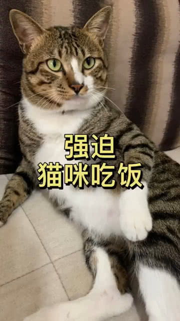 家有三色公猫 