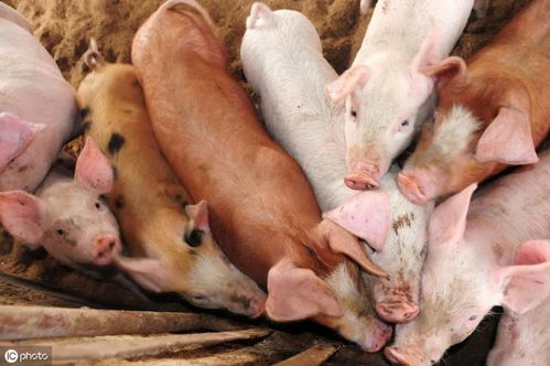 哺乳仔猪腹泻的原因及防治方法 