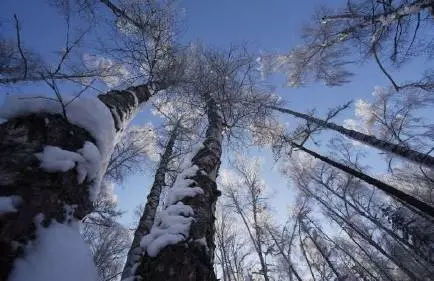 看雾凇励志感想（胡蜻蜓看雪原文？）