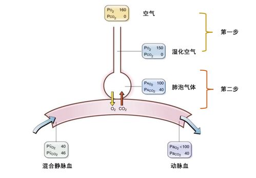 空气氧分压什么意思