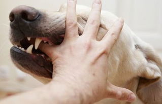 狗咬伤后多长时间打狂犬疫苗,狗咬伤后多长时间打狂犬疫苗不算晚