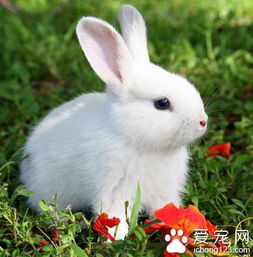 兔子吃什么水果 幼兔不能吃水果