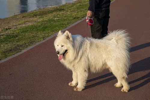 养萨摩耶犬的忠告 这5件事做得越多,对狗狗伤害越大