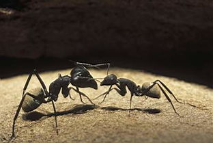感悟蚂蚁的爱情故事(有关蚂蚁的故事简短)