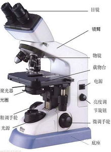 显微镜由几部分组成