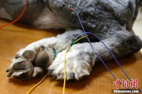北京一宠物医院为猫狗推出中医理疗服务 