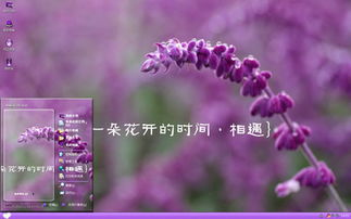 紫色花开相遇xp主题 