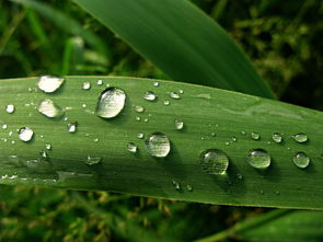 雨落何方？细品成语中的滴水之趣，什么雨垂什么成语大全