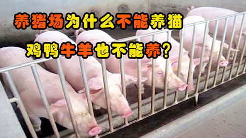 养猪场为什么禁止养猫 猪场不能养哪几种动物 看完你就明白了