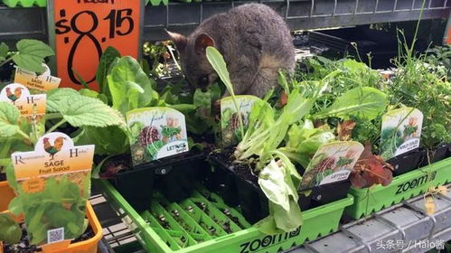 小袋貂光天化日下偷吃蔬果,简直把澳洲菜市场当自助餐啊 