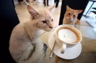 喵了咪呀,遵义有家猫咪主题咖啡馆,我居然不知道