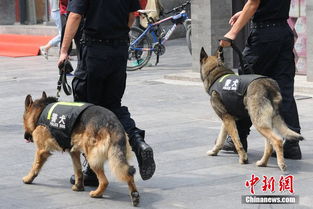 北京派出650只警犬上街巡逻 