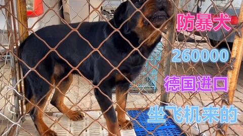 围观26万德国进口的防暴犬罗威纳,被拼命扑咬 这也太凶了 吓人