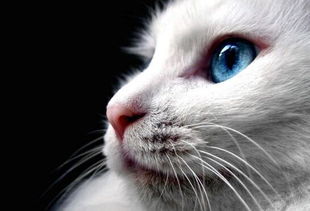 世界上最古老的长毛猫,土耳其安哥拉猫 白猫蓝眼 2