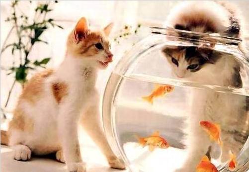 猫与鱼