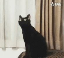 问号 一组沙雕长颈黑猫表情包 长颈猫 黑猫表情