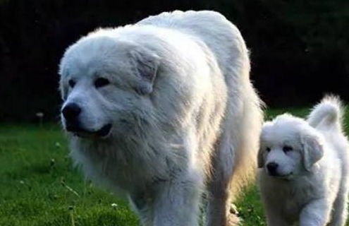 你知道大白熊吗 它可不是熊,而是一种犬类名称